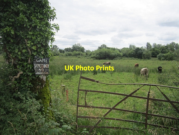 Photo 6"x4" Cattle grazing Lismacaffry c2012