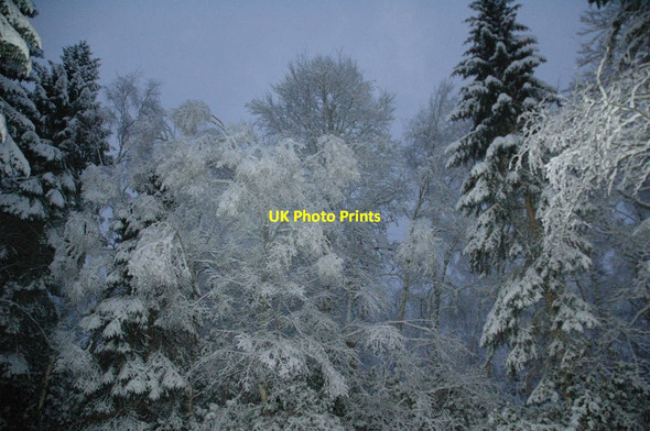 Photo 6"x4" Winter Woodland Dyke\/NH9858 c2010