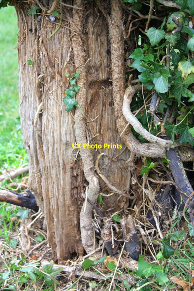 Photo 6"x4" Old wooden gatepost with benchmark in Sunnymead Rec Summertown c2013