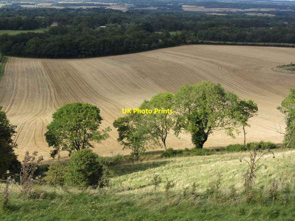 Photo 6"x4" Afternoon sunlight on trees below West Woodhay Down Combe\/SU3760 c2012