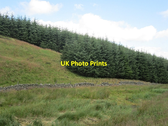 Photo 6"x4" A young plantation Path of Condie c2012