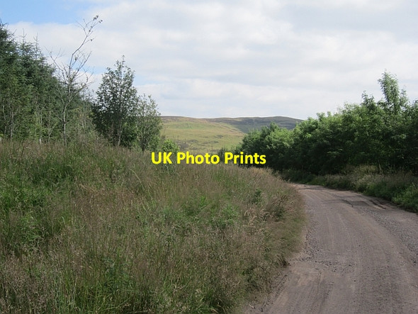 Photo 6"x4" Logging road, Middle Rig Path of Condie c2012