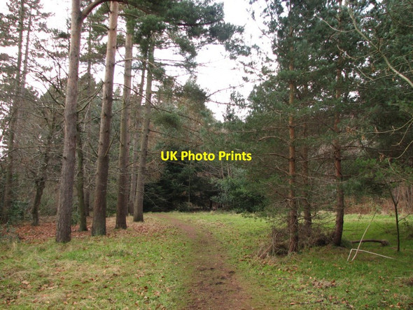 Photo 6"x4" Woodland by Greenbank Oxgangs c2013