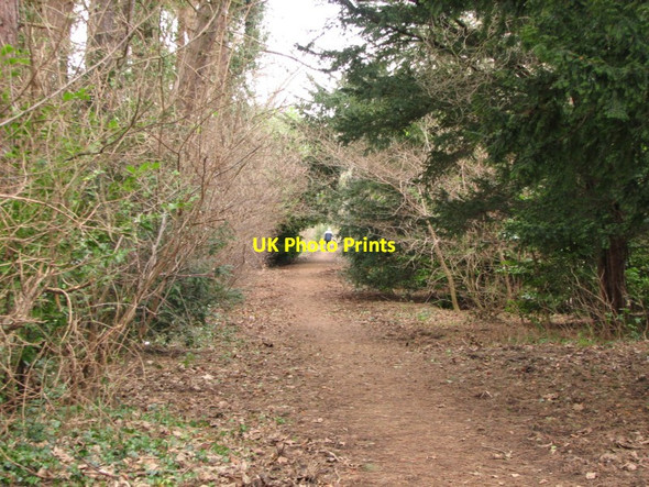 Photo 6"x4" Woodland path Oxgangs c2013 P1
