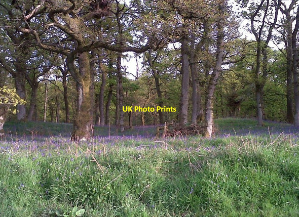 Photo 6"x4" Bluebell Woods In Perthshire Burrelton c2012