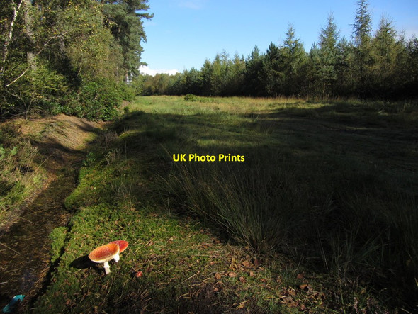 Photo 6"x4" Woodland opening, Houghton Moor, west of North Newbald North Cliffe c2012