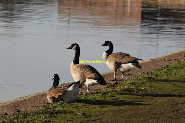 Photo 6"x4" Geese by the riverside  West Bridgford c2013