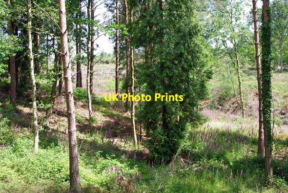 Photo 6"x4" Downside Wood Balcombe Lane c2010