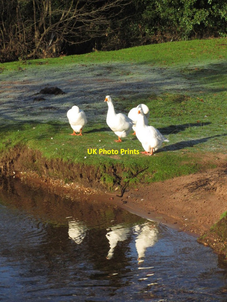 Photo 6"x4" Geese by Mill Brook, Lower Ellastone Lower Ellastone c2012
