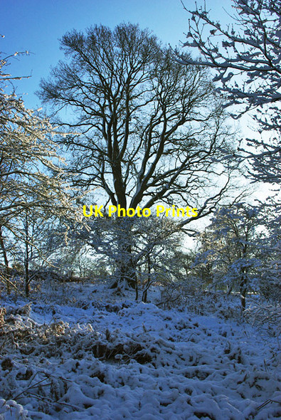 Photo 6"x4" Woodland edge tree Balcombe Lane c2009