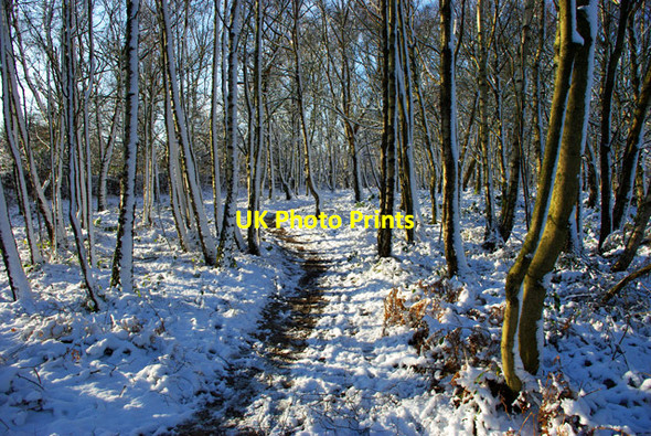 Photo 6"x4" Path, Tilgate Forest Buchan Hill\/TQ2533 c2009