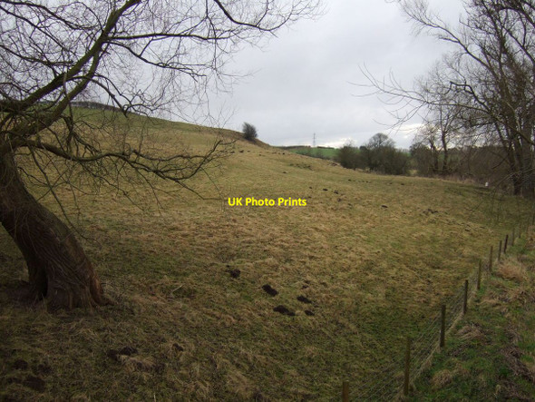 Photo 6"x4" Grazing near Thorpe Beck Thorpe Thewles c2013