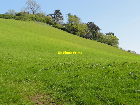Photo 6"x4" Hillside Copse Ashburton c2012