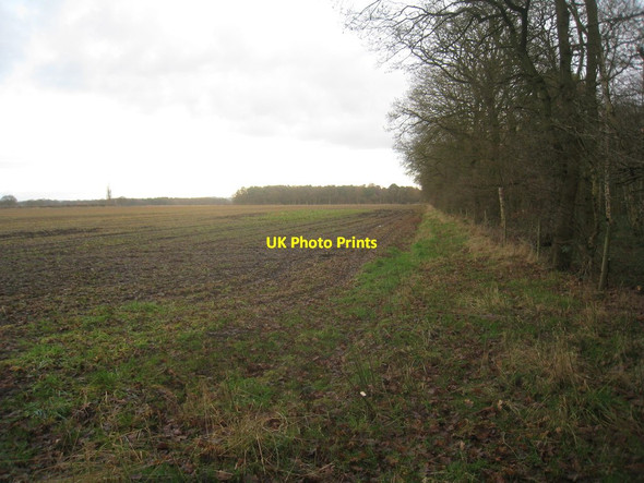 Photo 6"x4" View towards Skellingthorpe Moor Plantation Birchwood\/SK9369 c2013