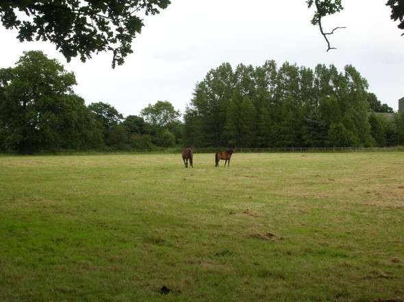 Photo 6"x4" Horses at St Catherines Skelton\/SE5756 c2008