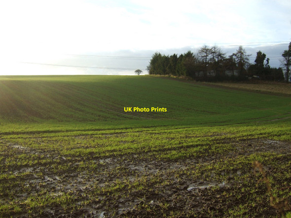 Photo 6"x4" Farmland, Evergreen Thorpe Thewles c2013
