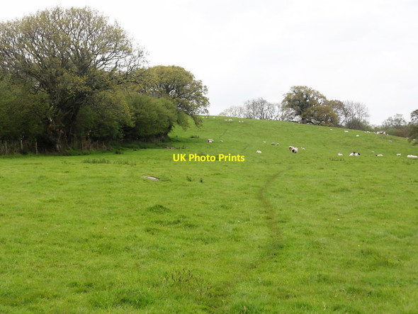 Photo 6"x4" Sheep Pasture near Leighon Water\/SX7580 c2012