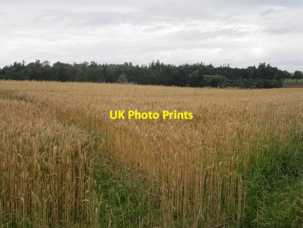 Photo 6"x4" Wheat near Hatton Cargill c2012