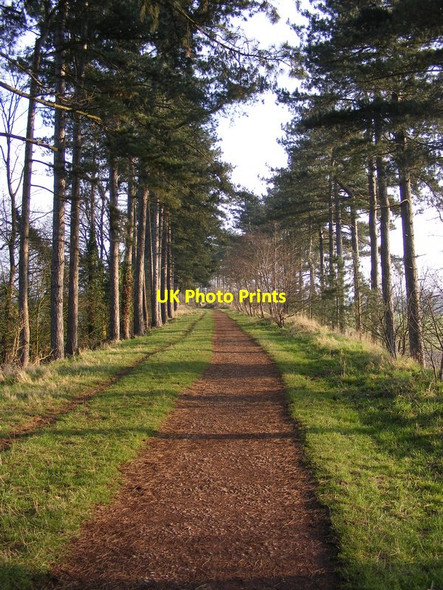 Photo 6"x4" Pine Walk View Himley c2013