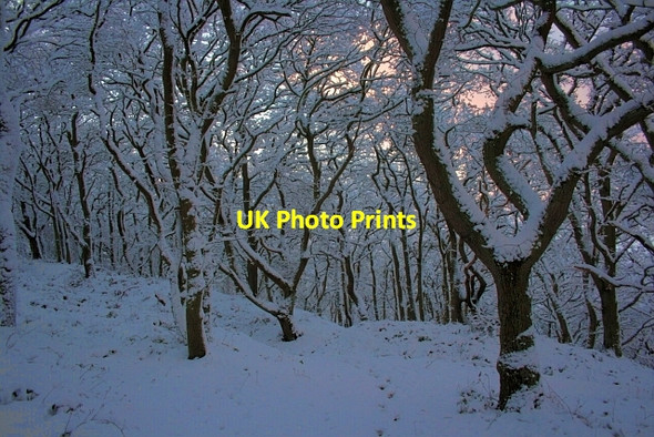 Photo 6"x4" Newton Woods Great Ayton c2013