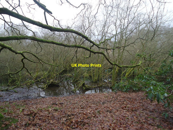 Photo 6"x4" Gartshore Estate [6] derelict Rosebank\/NS6773 c2013