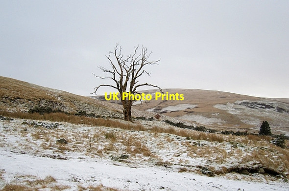 Photo 6"x4" A dead tree, North Shortcleugh Elvanfoot c2013