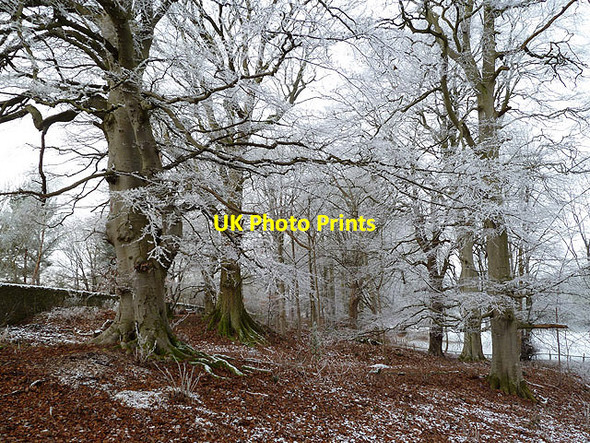 Photo 6"x4" A beech wood at Lowood Estate Melrose\/NT5434 c2013