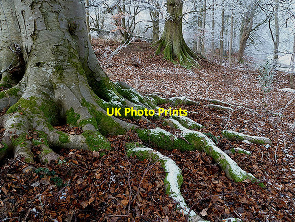 Photo 6"x4" Beech tree roots at Lowood Estate Melrose\/NT5434 c2013