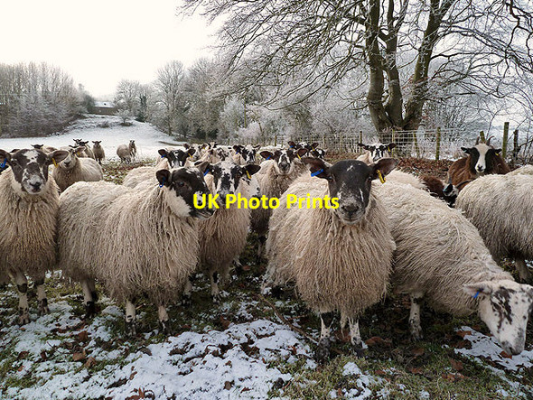 Photo 6"x4" Hungry sheep at Newstead Melrose\/NT5434 c2013