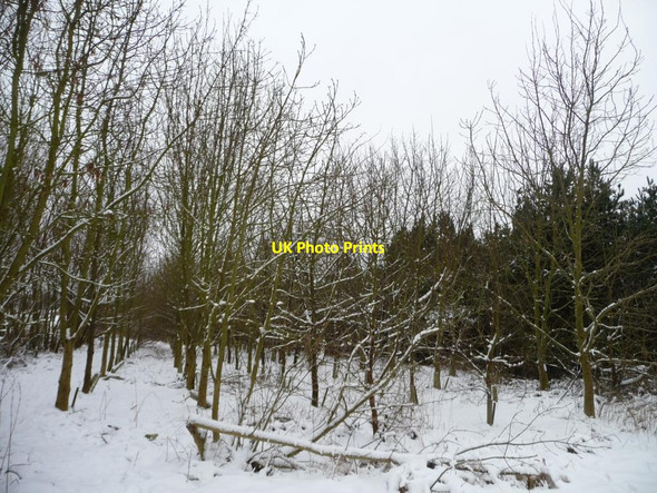 Photo 6"x4" Snowy plantation, south of the Temple Gawthorpe\/SE1916 c2013
