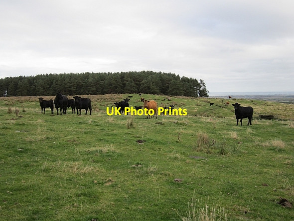 Photo 6"x4" Cattle, Longstone Hill Warenford c2012