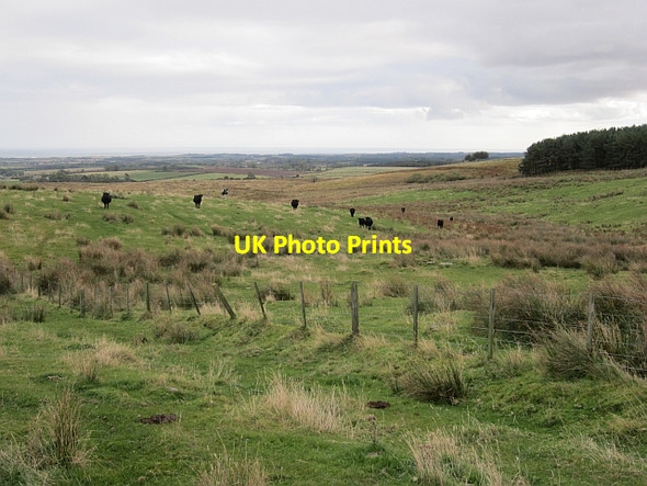 Photo 6"x4" Rough grazing, Longstone Hill Warenford c2012