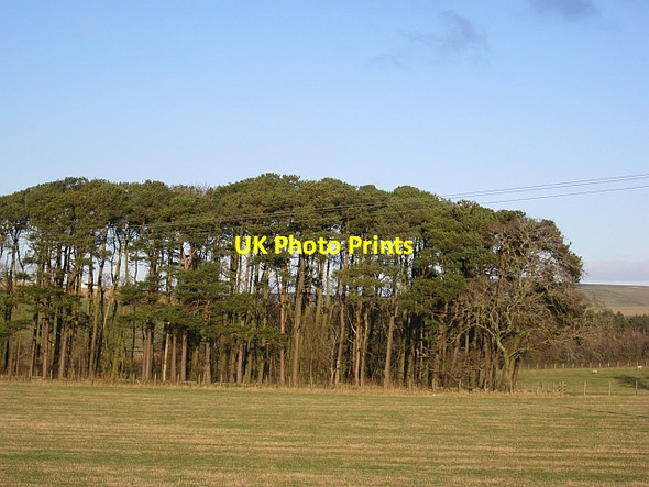 Photo 6"x4" Wood, Auchdren Brocketsbrae c2013