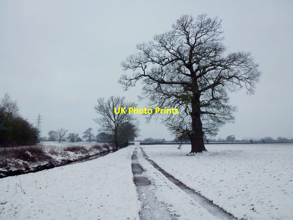 Photo 6"x4" Oak on the Severn floodplain, 3 Bishop's Norton c2013