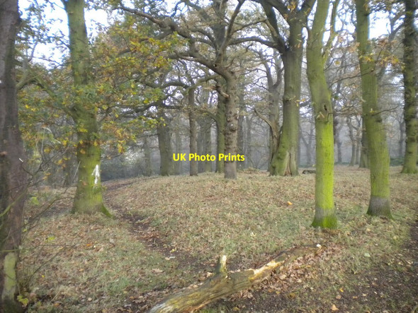 Photo 6"x4" Thorndale Plantation, Calverton (1) Calverton\/SK6149 c2012