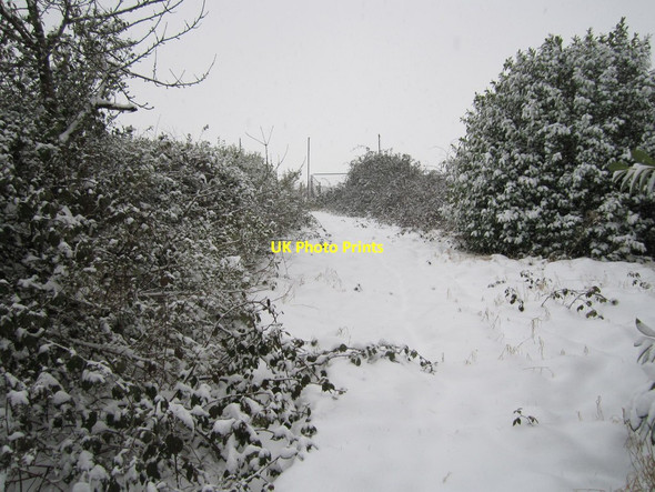 Photo 6"x4" Overgrown track Pembury c2013