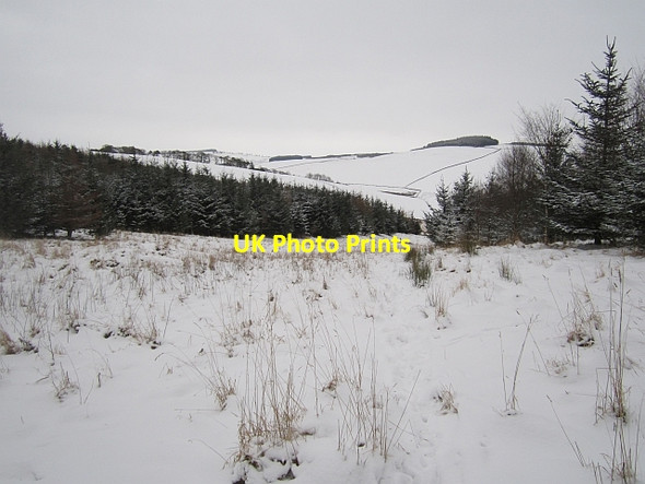 Photo 6"x4" Plantation, Little Cathpair Torquhan c2013