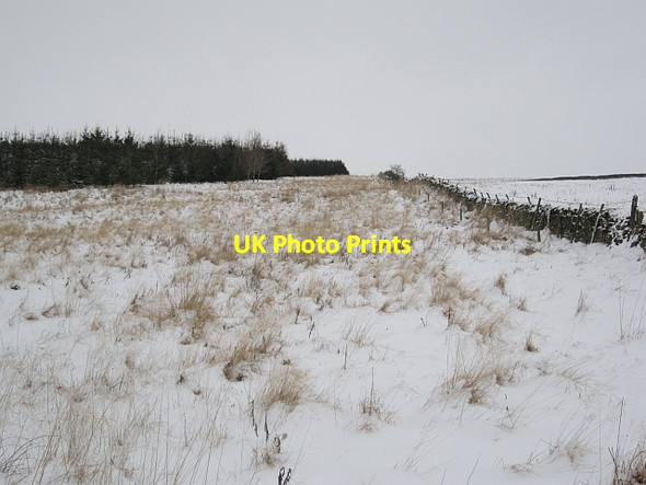 Photo 6"x4" Woodland edge Torquhan c2013