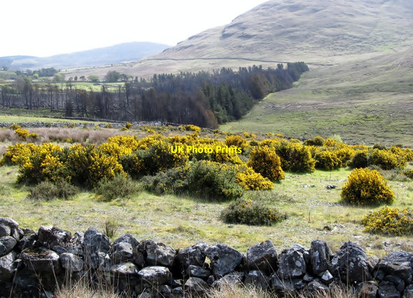 Photo 6"x4" Fire damaged woodland at Fofannyreagh Kilcoo c2012