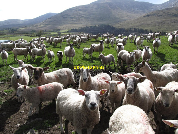 Photo 6"x4" Sheep off the Fofanny Road Kilcoo c2012