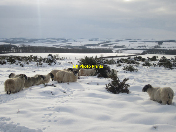 Photo 6"x4" Sheep in the snow Holburn c2013
