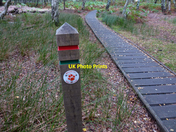 Photo 6"x4" Post and boardwalk on waymarked trail at RSPB Arne nature reserve Arne c2012