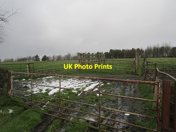 Photo 6"x4" Cattle pens by Loch Gelly Lochgelly c2013