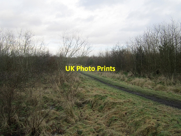 Photo 6"x4" Young woodland, Balbeggie Thornton\/NT2897 c2013