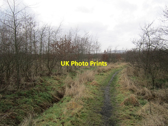 Photo 6"x4" Young woodland, Balbeggie Thornton\/NT2897 c2013