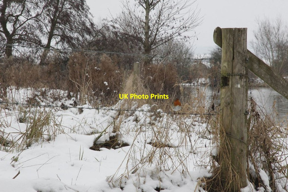 Photo 6"x4" Robin on a Wire North Stoke\/SU6186 c2013