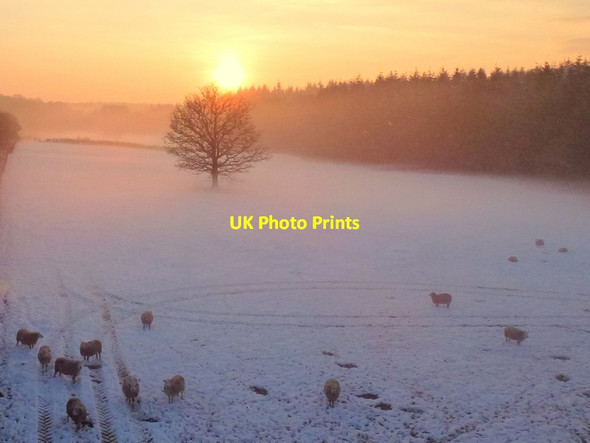 Photo 6"x4" Oak tree in January, 2 Shaw Common c2013
