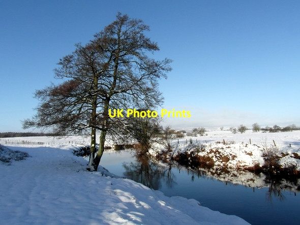 Photo 6"x4" Tree beside the Kinnel Water Lochmaben c2013