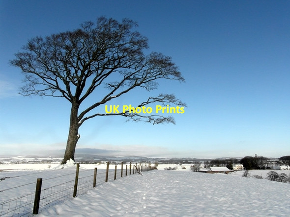 Photo 6"x4" Old beech tree Lochmaben c2013