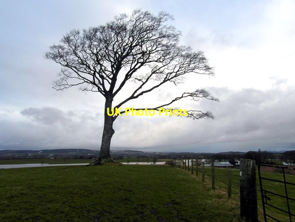 Photo 6"x4" Old beech tree Lochmaben c2013